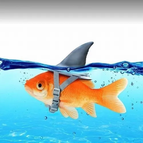 80+ Meme Con Cá hài hước tạo điểm nhấn khi bạn lạc quẻ giữa câu chuyện