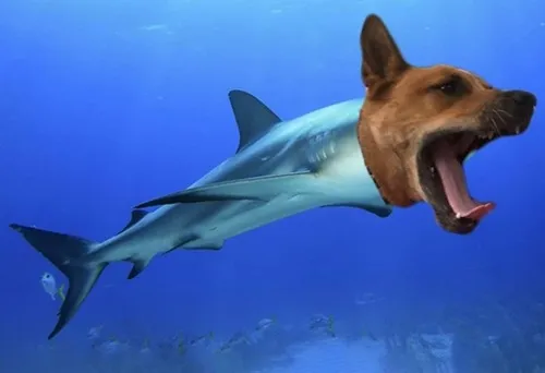 Tình huống cá trợn mắt giúp mô tả vibe khó nói ở chỗ đông người