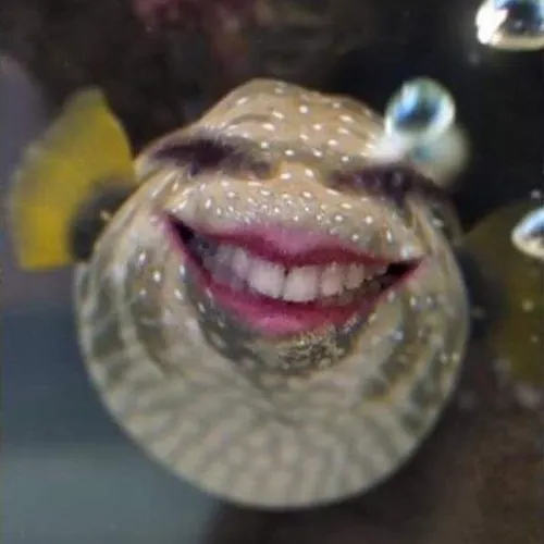 Hình meme cá quả nhìn xa xăm như không muốn tham gia drama.