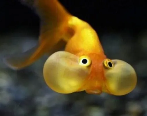 Ảnh troll cá rô nghiêng đầu kiểu chán chường nhẹ.