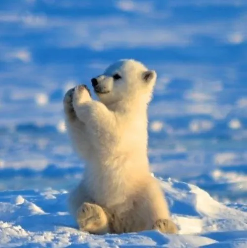 Khoảnh khắc gấu hài nói về móng gấu khua nhẹ trên đất ẩm