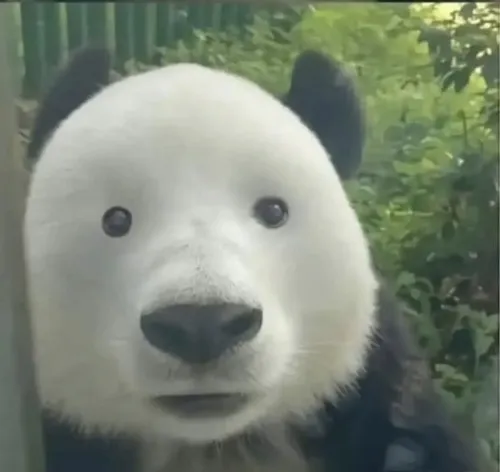 Hình troll gấu thất thần khi gấu đứng thẳng tạo vẻ suy tư