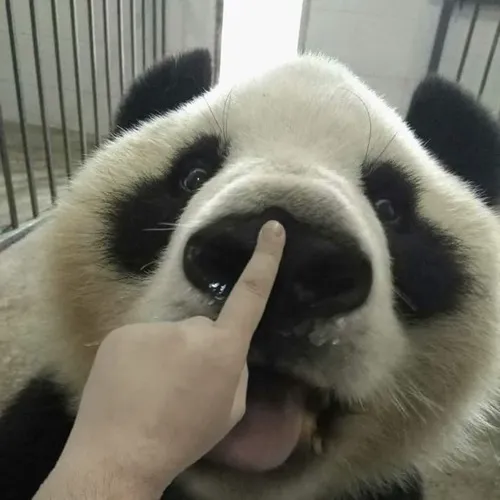 Meme gấu hài gợi cảnh vuốt ve nhẹ trong trạm cứu hộ