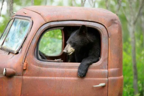 Ảnh chế gấu nâu nhấn mắt tròn long lanh tạo tiếng cười