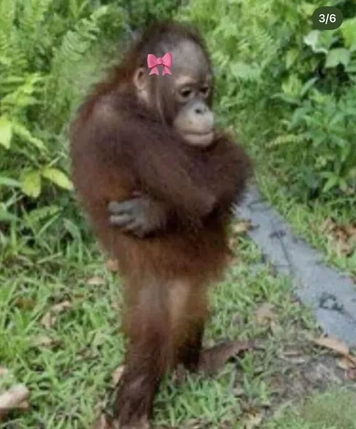 Meme chế con khỉ khắc họa sắc thái ngại ngùng rất đặc trưng.