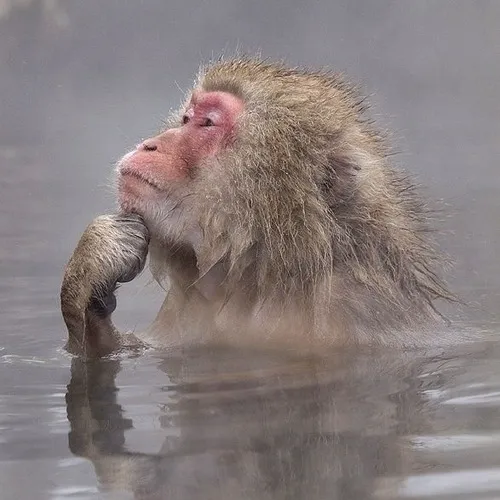 73 ảnh Meme Con Khỉ nghịch ngợm với gương mặt từ bối rối đến sốc nhẹ