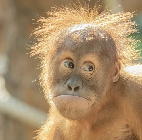 Khoảnh khắc chú khỉ cư dân rừng mang vibe lơ đãng thân quen.