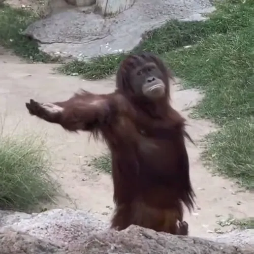 Meme con khỉ liên hệ ánh mắt to tròn thành điểm nhấn ngơ.