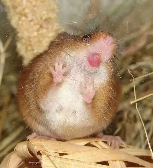 Nai con đứng bất động trông vô tri đến khó đỡ.