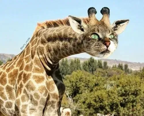 Mèo với biểu cảm vui nhìn camera đầy lan tỏa.