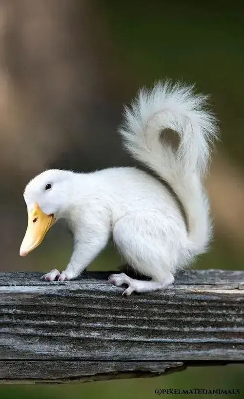 Chó Shiba hơi buồn ngả đầu xuống chân bàn.