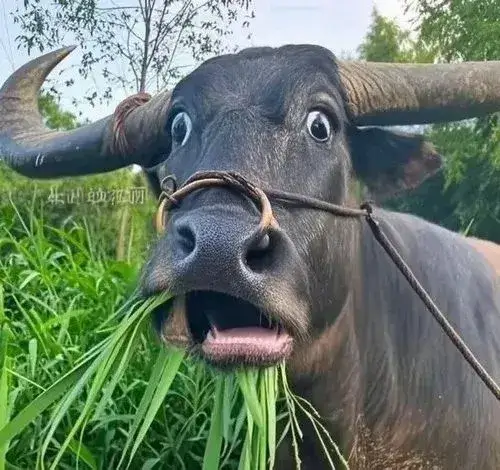 Cáo đỏ nhếch môi kiểu bất cần đầy kịch tính.