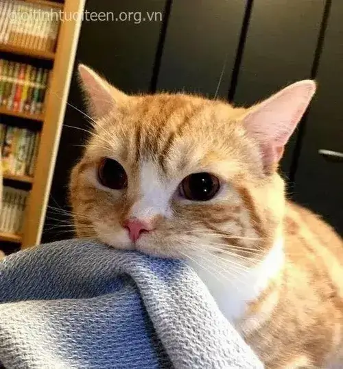 Ngỗng trắng phì hơi thở dài trách móc nhẹ.