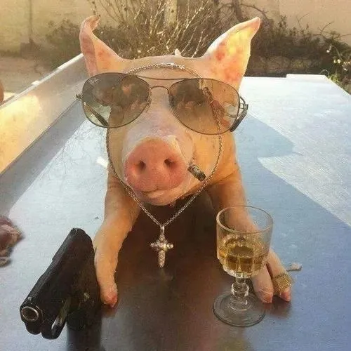 Lợn con giơ móng tỏ vẻ bó tay chịu thua.