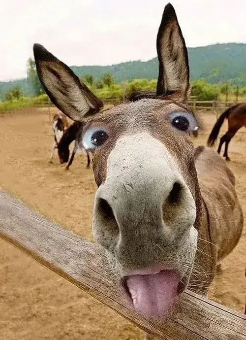 Meme loài ngộ nghĩnh xuất hiện đúng lúc bạn cần nụ cười