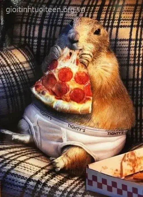 Ảnh chế loài ngộ nghĩnh gợi liên hệ đôi mắt tròn.