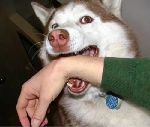 Ảnh hài gặm thân nhỏ tạo sắc thái hài khó nhịn