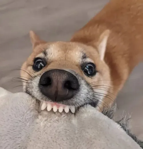 Hình meme hài chó cắn mức độ đau thấp nhưng sắc thái buồn cười