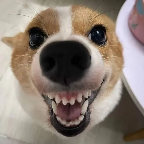 Khi cảm xúc lẫn lộn giữa sợ và buồn cười thì meme chó cắn phát huy tác dụng.