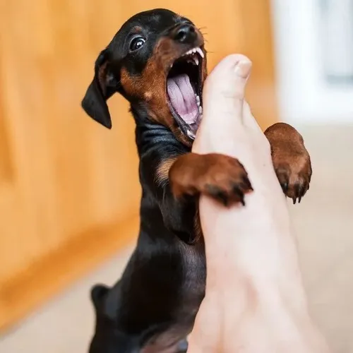 Meme cú đớp của chó hợp với cảnh trêu đùa rồi nhận cái kết bất ngờ.