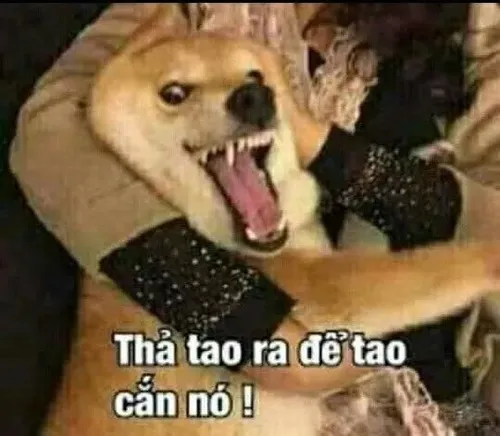 40 ảnh Meme Chó Cắn nhe răng đầy hung dữ cho các phản ứng quá đà