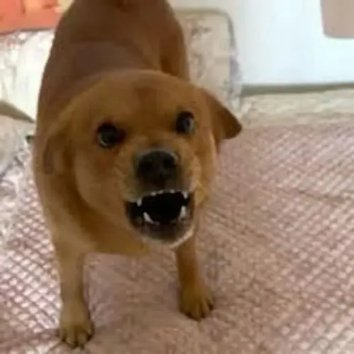 Hình chế meme vui táp kiểu nghịch tạo hướng chuyển động lạ