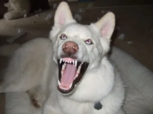 Meme chó cắn biểu cảm đau làm người giật mình né