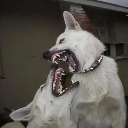 Ảnh vui gặm dây dắt tạo tiếng la nhỏ đầy bất ngờ