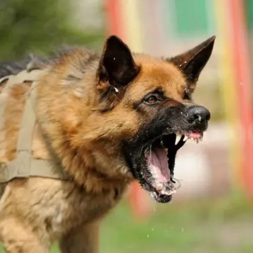 Hình troll vồ hụt tạo tư thế thủ thế lách người buồn cười