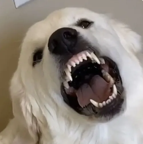 Meme chó táp chuẩn để kể chuyện đời thường bất ngờ mà vui.