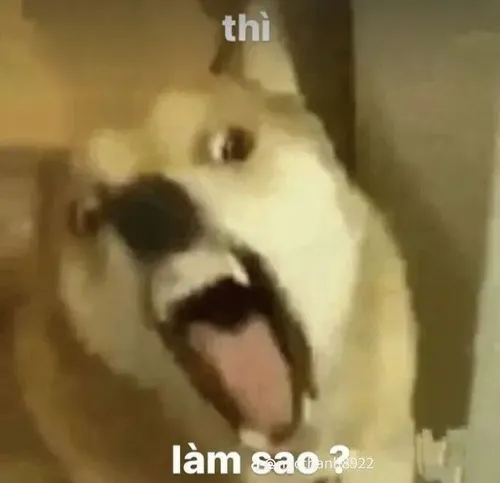 Meme chó táp bất ngờ tạo khoảnh khắc hài khó diễn tả