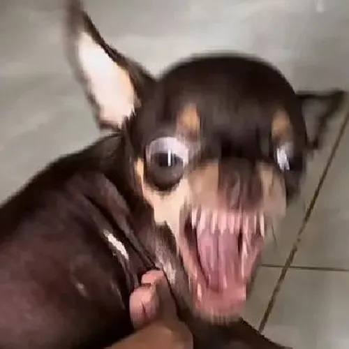 Tới cảnh căng mà hóa hài dùng ngay meme chó cắn cho đúng sắc thái.