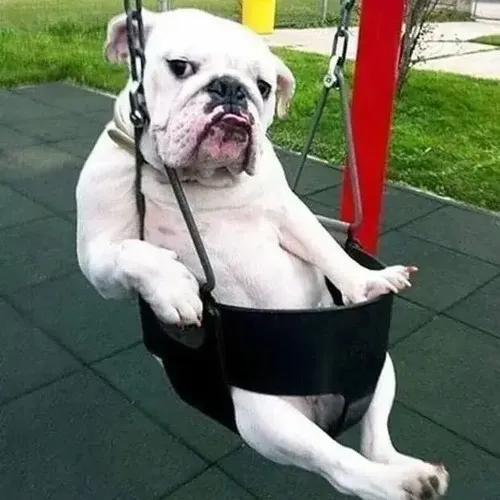 Meme chó lườm nhẹ ánh mắt nghiêng đầy xét nét