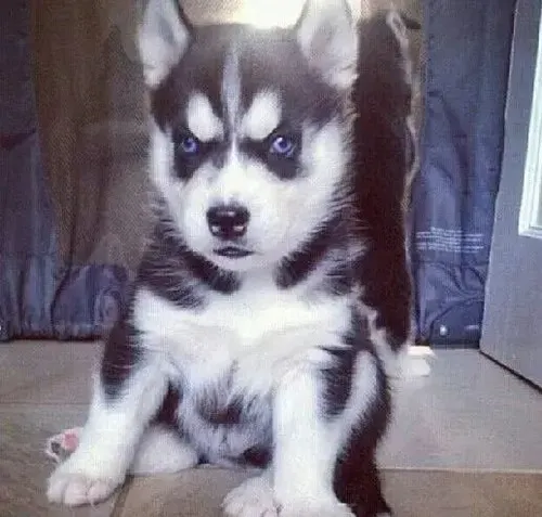 Hình chế meme vui liếc xéo phản ứng lời trêu hơi sắc