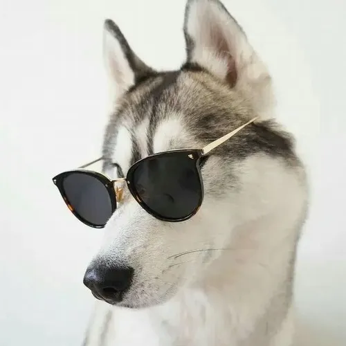 Ảnh meme vui ánh nhìn trách móc nhưng biểu cảm lạnh bao trùm