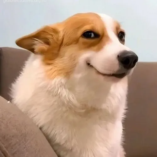 Ảnh chế liếc xéo Shiba Inu kiểu liếc lệch chảnh bất biến