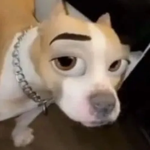 Khoảnh khắc ánh mắt hờn dỗi Husky như bị quấy rầy thoáng nhẹ