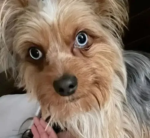 Hình troll liếc xéo kiểu lệch mang nội tâm bối rối khó tả