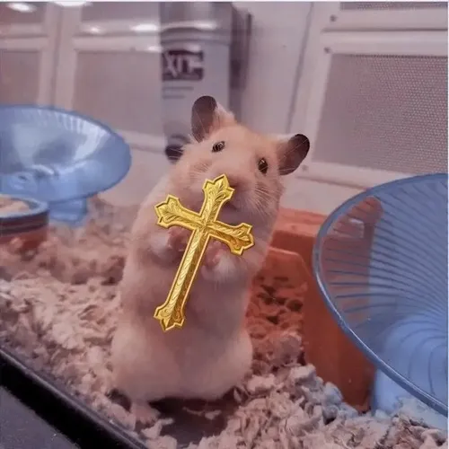 10 Meme Chuột Cầm Thánh Giá siêu hài hước khi gặp tình trạng sợ hãi hoảng loạn