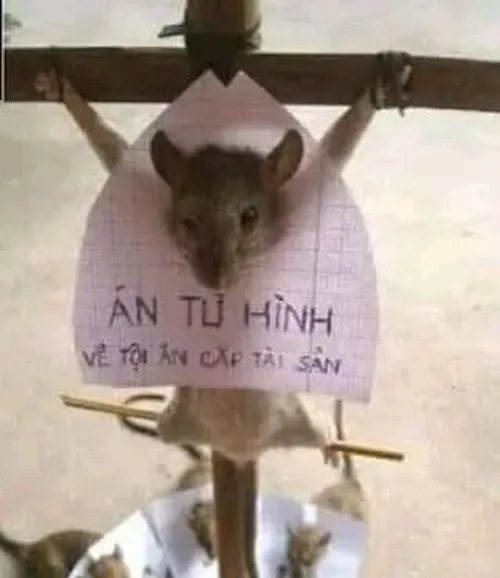 Mỗi lần thấy tín hiệu bất ổn meme chuột cầm thánh giá giúp bạn đáp trả.