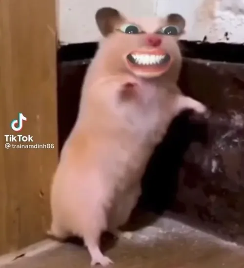 Sự bùng nổ cảm xúc khi dùng meme chuột cười trong câu trêu khéo bạn bè