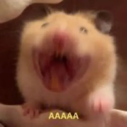 Ảnh troll chuột lém lỉnh nhếch mép tinh quái đầy sắc diện