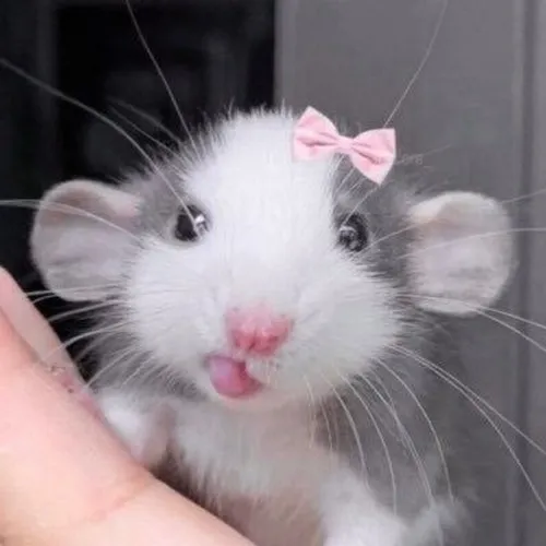 Ảnh chế chuột vui khoe nụ cười lệch đầy duyên ngầm