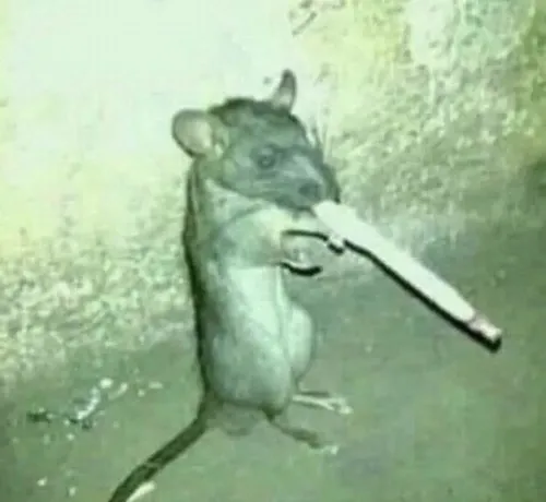 Meme chuột cười nham hiểm nhếch mép khoe nét tinh nghịch phá phách.