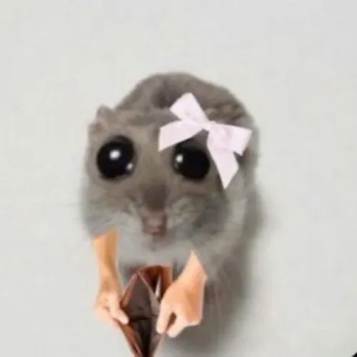 Chuột meme than trời: Khi cuộc sống quá mệt nhưng vẫn dễ thương