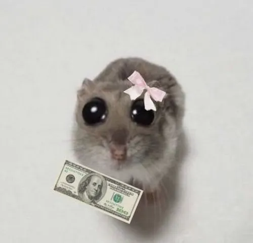 Ảnh vui chuột khóc rưng rưng với ánh mắt nhỏ lấp lánh lệ.