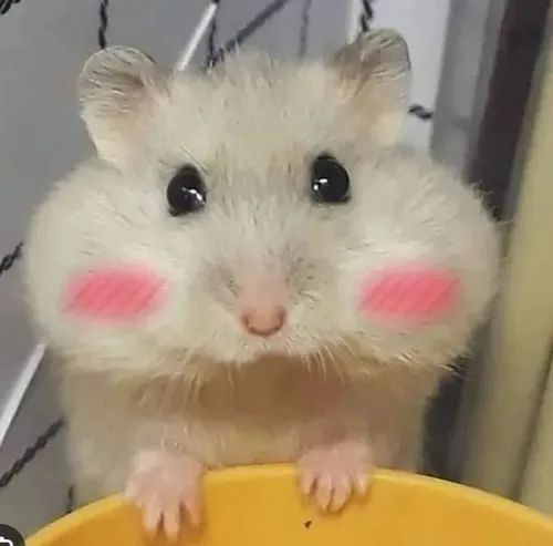 Ảnh chuột xin lỗi thu mình tạo vibe hiền lành cực mềm lòng.