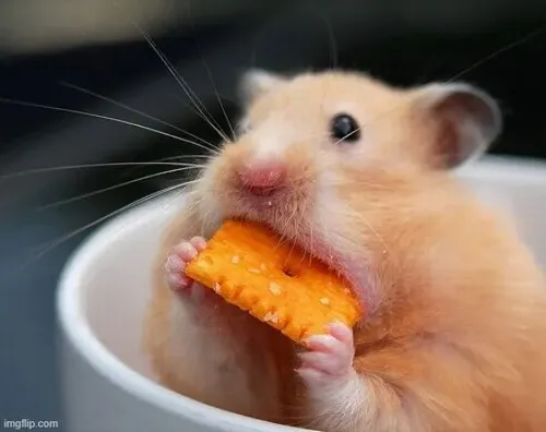 Meme chuột ngầu đeo kính đen khoe dáng đứng lanh lẹ.