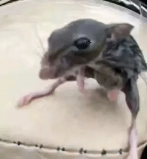 Ảnh meme chuột: Từ ngáo nhẹ đến ngáo nặng đều có đủ