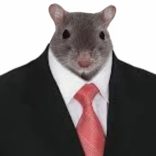 Khoảnh khắc chuột tủi thân cúi đầu để lộ râu dài run rẩy.